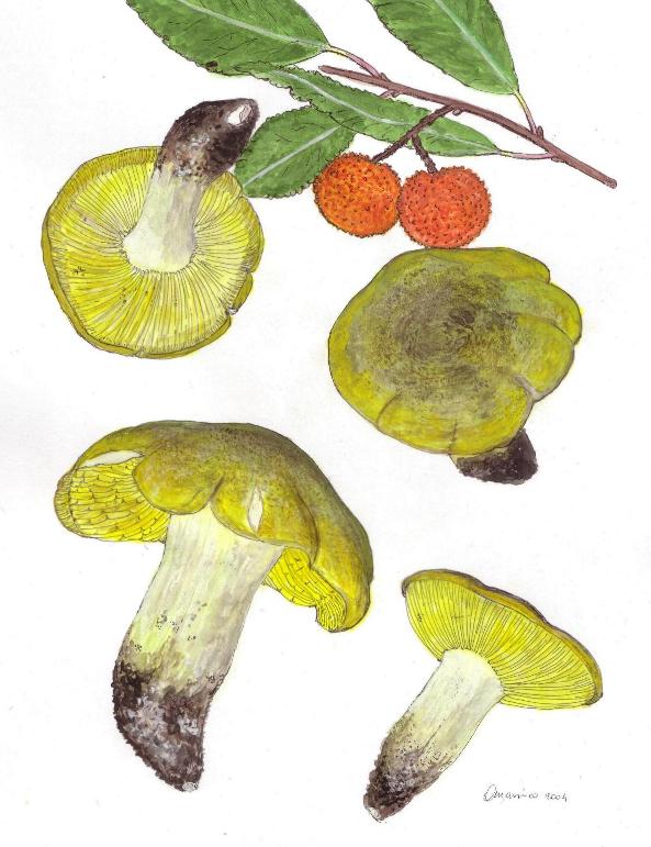 Tricholoma ulvinenii.